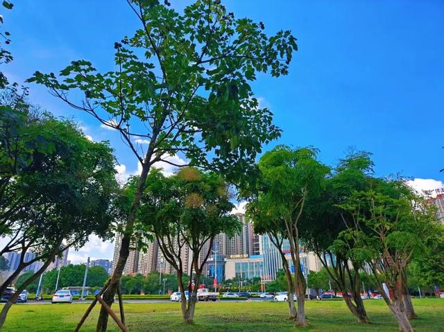 藏在防城港的“城市绿肺”！这个湿地公园，已成市民周末休闲顶流
