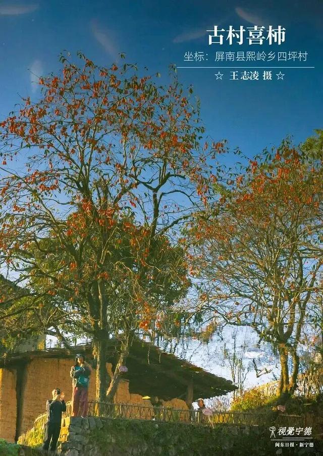 走！去屏南！这些柿子打卡点请收好→