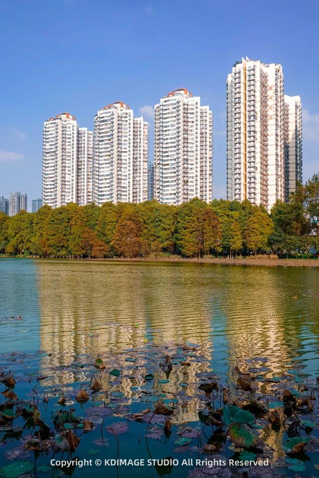 深圳秋日限定：三处落羽杉秘境，邂逅南国绚烂之季