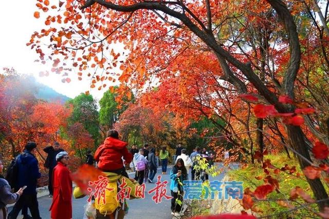 层林尽染！济南红叶谷进入最佳观赏期