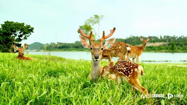 大雪节气后花城现花海！马岭观花植物园80亩三角梅盛花迎客