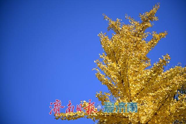 大明湖畔成“会客厅” 亲子互动游客打卡同绘温暖画卷