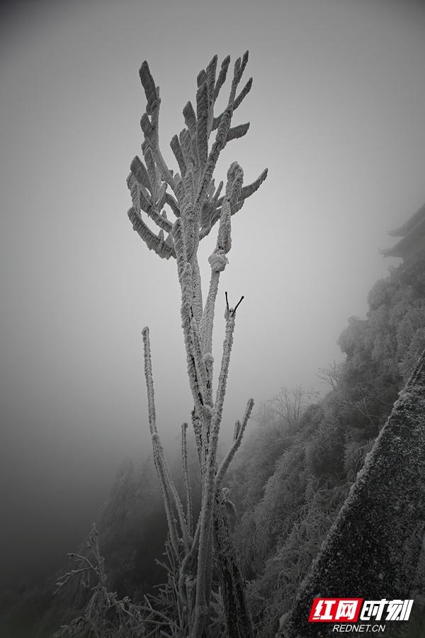 组图丨琼枝玉树映飞山 靖州雾凇绘就冬日诗画