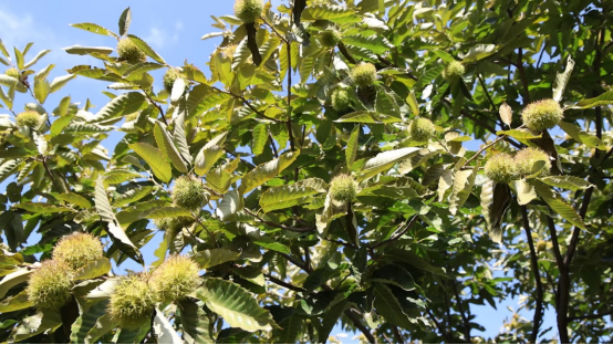 泰安黄前镇：一半山水清欢，一半文化沉香