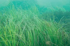 16年，他们种下2万多亩“海底草原”图片