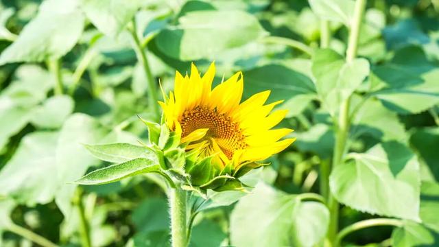 抓住最后观赏期！金秋花海新品种“波尔多红酒”、治愈“笑脸”…申工社×光明田原送游玩福利！