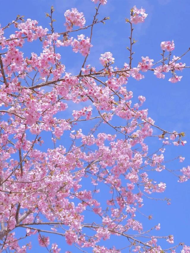 漳州的樱花，开啦！！！