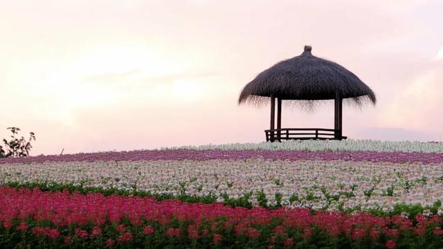 余杭秋日花海，开了！