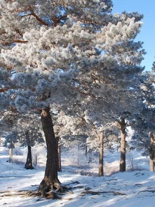 呼伦贝尔醉美初冬