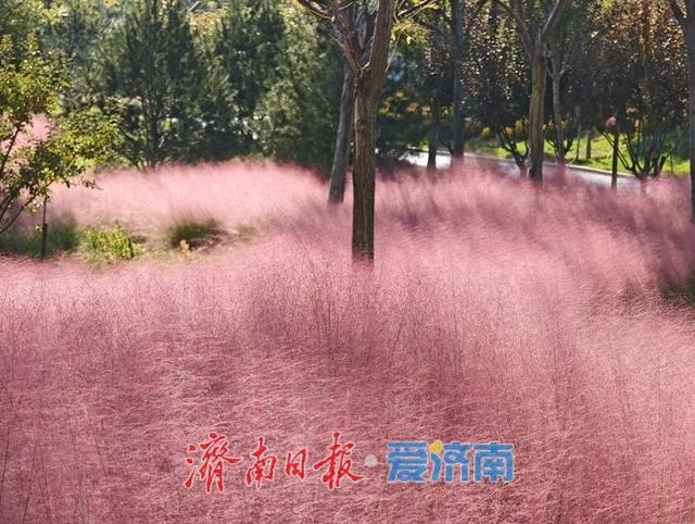 秋色如画正当时 望岳康体公园粉黛花开引客来