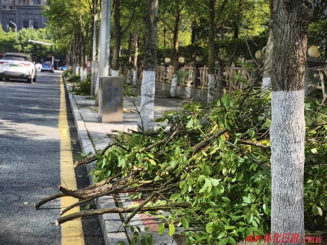 福地怀化 懂你如家 | 绿化家园迎旅发