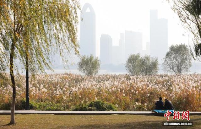 湖北武汉：芦荻花开引人入胜