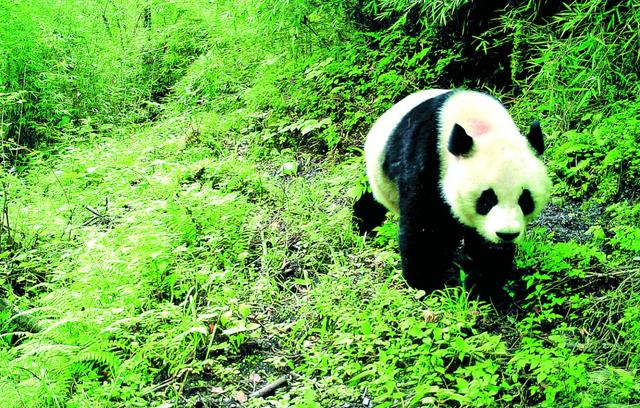 四川雅安文旅的“破圈”之道——从“椟中玉”到“天下知”