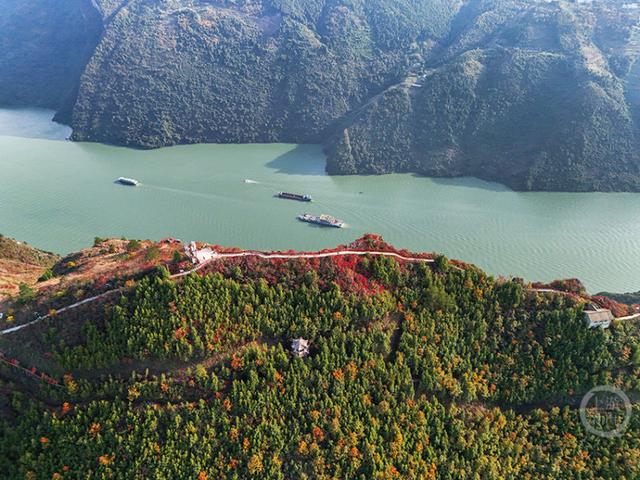 重庆巫山“三峡龙脊”红叶迎来观赏期