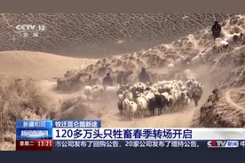 昆仑山春季转场在即 看牧民家忙碌的一天图片