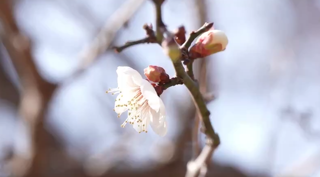 浙江冬日花海“提前营业” 赏花游激活文旅“小阳春”