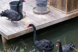 五只黑天鹅落户牟平快活岭公园图片