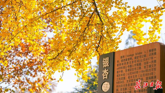 同为1300岁，武汉两株“银杏王”满树堆金