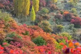 秋日美景大搜罗！河南这些打卡地美到窒息，赏秋正当时，速围观→图片