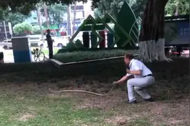 天降2米大蛇，四川“硬核”大爷徒手逮蛇，一顿抡摔！专家：不建议这样处理图片
