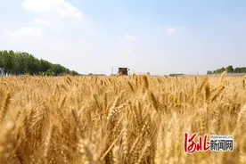 【烟火人间】麦浪滚滚图片