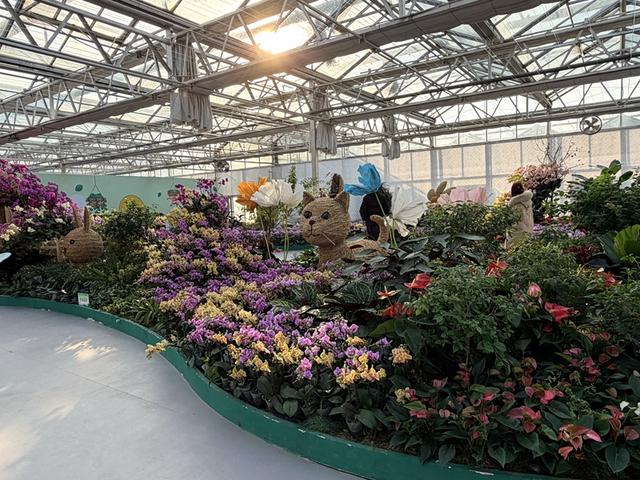 2026北京兰花文化嘉年华开幕 4万盆精品兰花带游客“冬季入春”