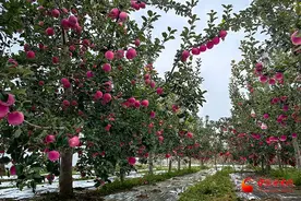 庄浪：苹果迎丰收 果农采收忙图片