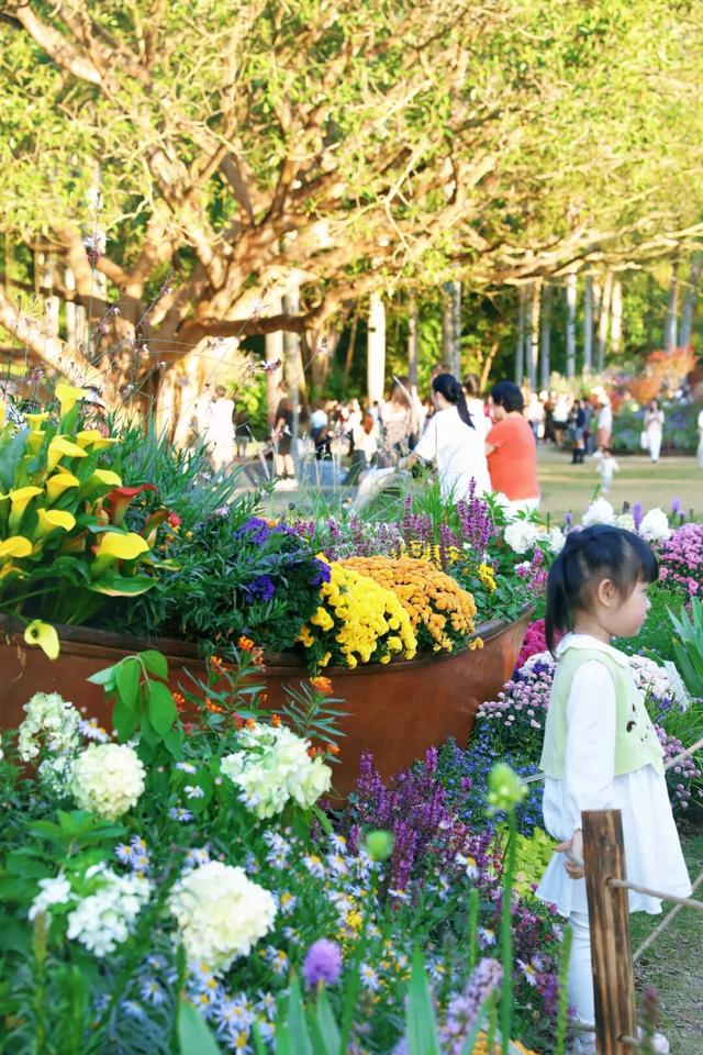 行摄 | 美爆了！秋日花海，限时上映