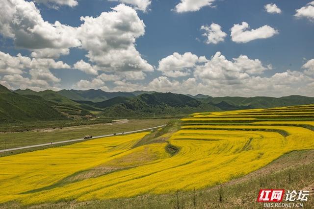 高原之上，金黄一隅教我发现旅行的意义