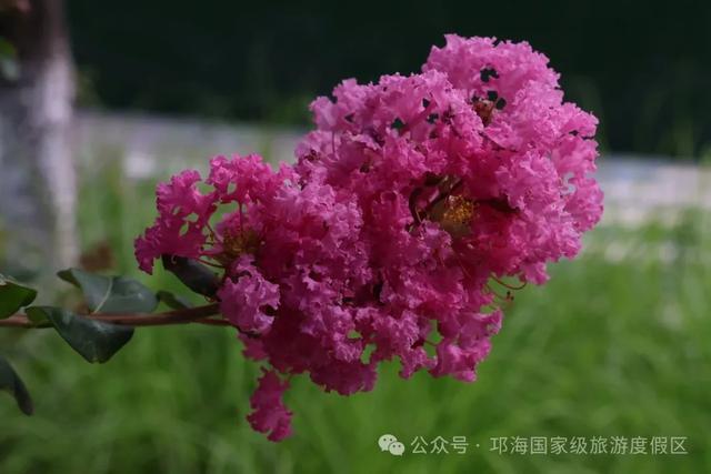 繁花似锦 | 邛海紫薇花开缀满枝头,百日浪漫尽在眼前