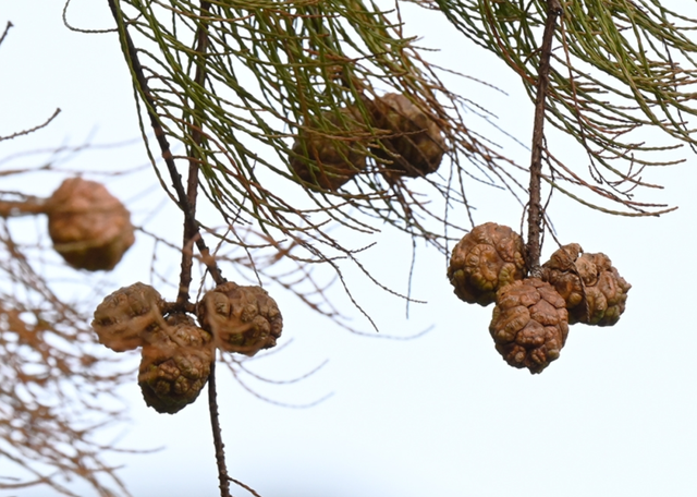 冬日茂名：看鹿湖顶“魔法”变变变