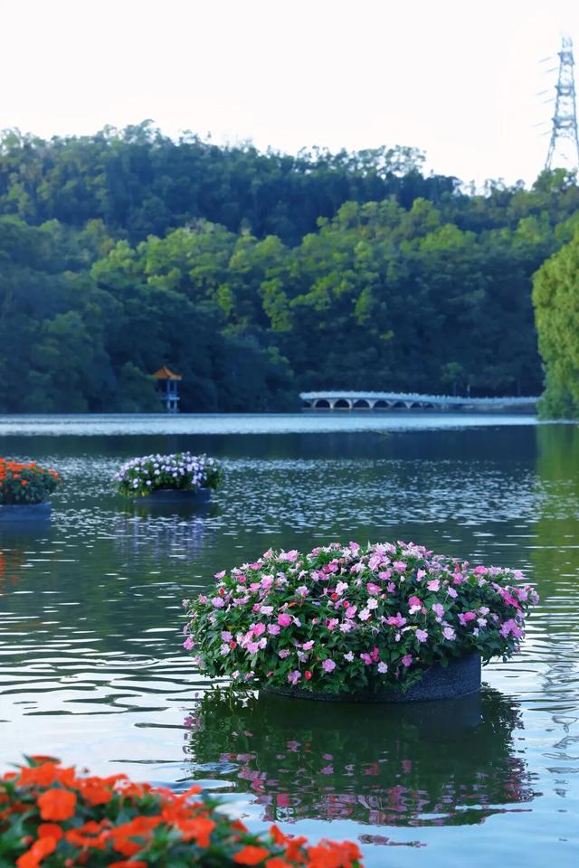 行摄 | 美爆了！秋日花海，限时上映