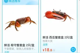 宠物界迎来“新顶流”，有人说从它身上获得了安全感和陪伴感图片
