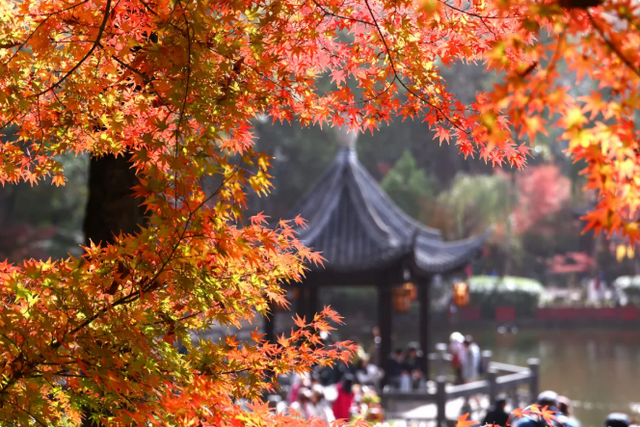美到刷屏！栖霞山红叶进入“颜值巅峰期”