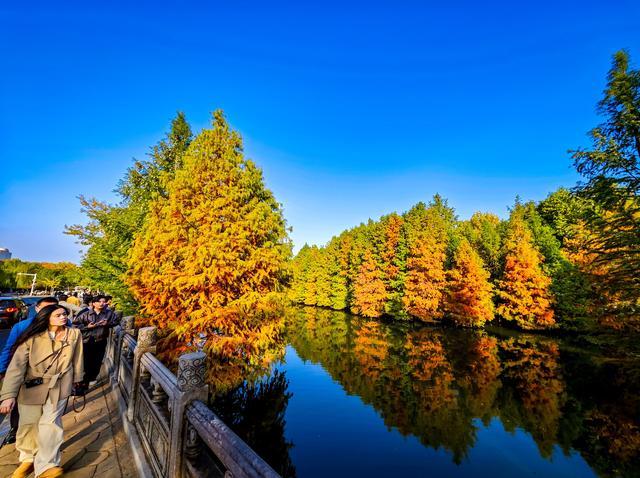 红黄渐变映湖光 燕雀湖落羽杉太美！