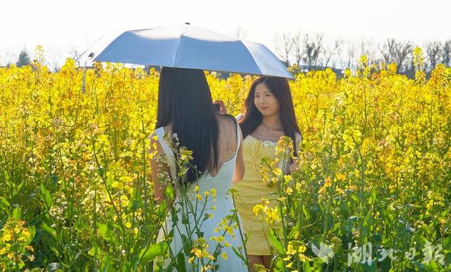 倒计时10天！崇阳七彩油菜花海给你“好看”