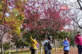 当AI遇上汉服小姐姐！武汉堤角公园樱花季玩出文化穿越新花样图片