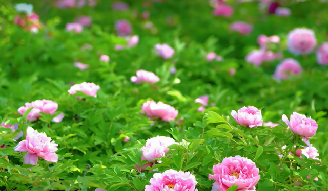 免费！邹城这里的牡丹开好了！