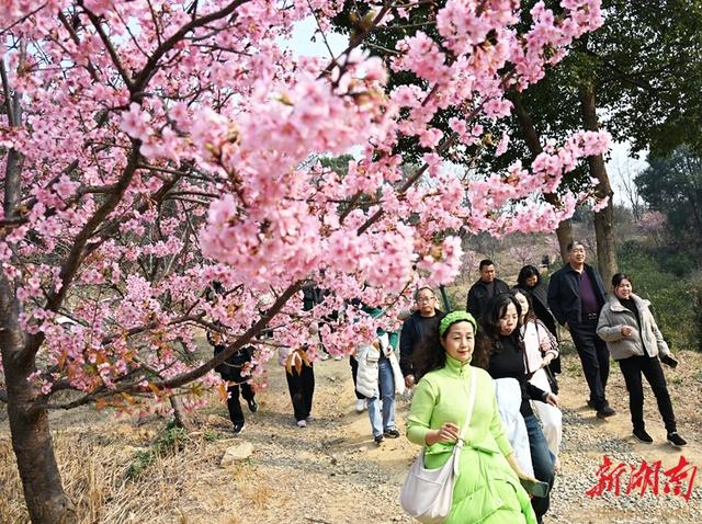 冬日樱花迎客来