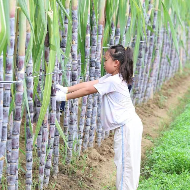 解锁秋日松弛感！长沙周边这些地方可以摘果子、采板栗！