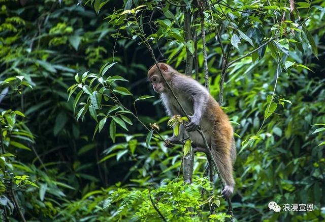 从宣恩走向世界：狮子关“圈粉”海外