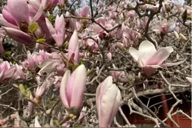 潭柘寺清明赏花游园会 | 千年古刹 春日之约图片