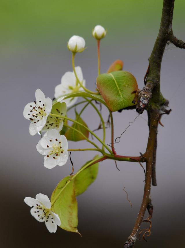 梨花又开放！错把晚秋当暮春，梨树花儿“想开就开”