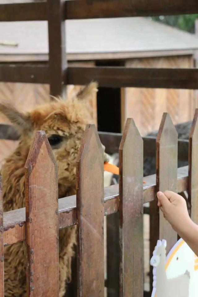 江宁初冬亲子“三件套”→