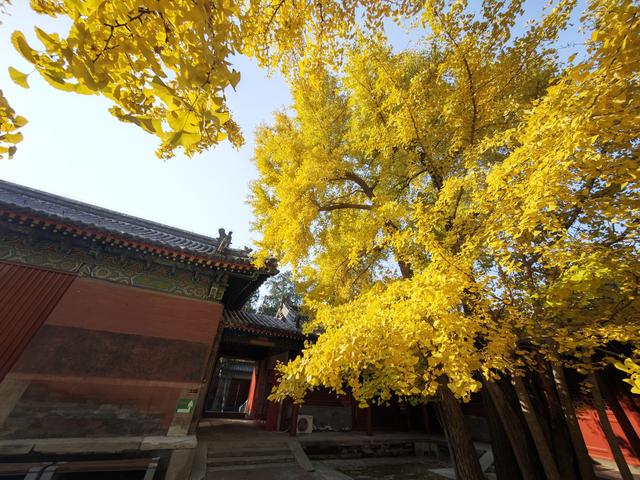 北京石景山承恩寺百年银杏进入最佳观赏期
