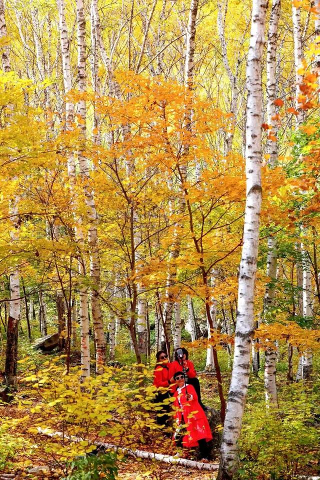 278万亩彩叶树绘就北京最美金秋画卷