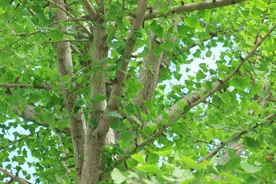 银杏树上的白果并非果实？揭秘银杏树为何“无果”图片