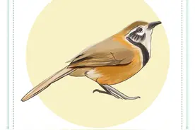 树上停着一只，一只什么鸟？南京观鸟地图告诉你！图片