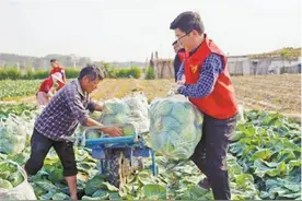 厦门市翔安区：多方来援帮菜农找销路图片