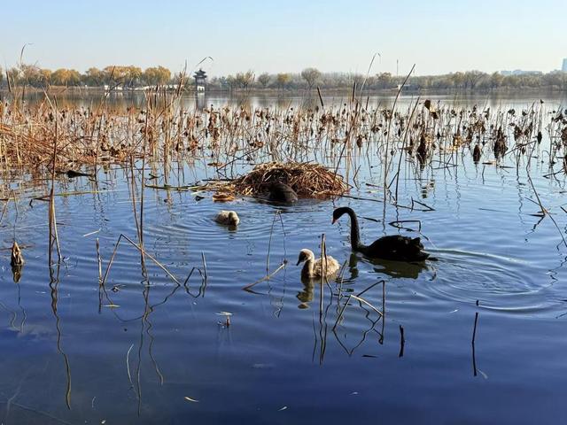 小雪宜出游，颐和园里游人赏初冬美景